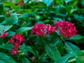 Red pentas flowers in the garden after the rain close-up