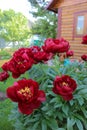 red peonies inte green garden Royalty Free Stock Photo