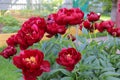 red peonies inte green garden Royalty Free Stock Photo