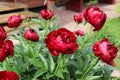 red peonies inte green garden