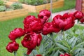 red peonies inte green garden Royalty Free Stock Photo
