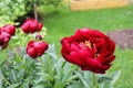 Red peonies inte green garden Royalty Free Stock Photo