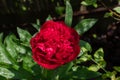 Red peonies in the garden. Blooming red peony. Closeup of beautiful red Peonie flower Royalty Free Stock Photo