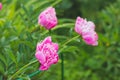 Pink peonies in the garden. Blooming bright peony. Closeup of beautiful red Peonie flower. Summer garden Royalty Free Stock Photo