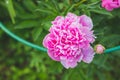 Pink peonies in the garden. Blooming bright peony. Closeup of beautiful red Peonie flower. Summer garden Royalty Free Stock Photo