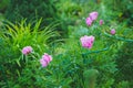 Pink peonies in the garden. Blooming bright peony. Closeup of beautiful red Peonie flower. Summer garden Royalty Free Stock Photo