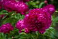 Red peonies in the garden.