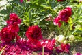 Red peonies in the garden. Blooming red peony. Closeup of beautiful red Peonie flower. Royalty Free Stock Photo