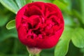 Red peonies in the garden. Blooming red peony. Closeup of beautiful red Peonie flower. Royalty Free Stock Photo