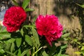 Red peonies in the garden. Blooming red peony. Closeup of beautiful red Peonie flower Royalty Free Stock Photo