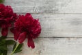 Red peonies on a white wooden background Royalty Free Stock Photo