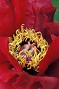 Red peony Royalty Free Stock Photo