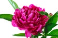 Red peony Royalty Free Stock Photo
