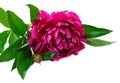 Red peony Royalty Free Stock Photo