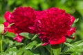 Red Peony albiflora officinalis Red Charm in the garden