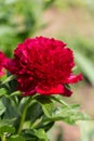 Red Peony albiflora officinalis Red Charm in the garden