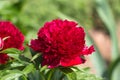 Red Peony albiflora officinalis Red Charm in the garden