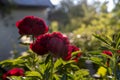 Red Peony albiflora. Paeonia officinalis Red Charm in the garden, macro photo Royalty Free Stock Photo