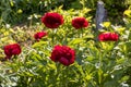 Red Peony albiflora. Paeonia officinalis Red Charm in the garden, macro photo Royalty Free Stock Photo