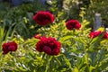 Red Peony albiflora. Paeonia officinalis Red Charm in the garden, macro photo Royalty Free Stock Photo