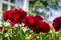 Red Peony albiflora. Paeonia officinalis Command Performance in the garden