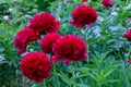 Red Peony albiflora. Paeonia officinalis Command Performance in the garden