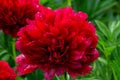 Red Peony albiflora. Paeonia officinalis Command Performance in the garden Royalty Free Stock Photo