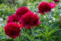 Red Peony albiflora. Paeonia officinalis Command Performance in the garden Royalty Free Stock Photo