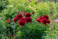 Red Peony albiflora. Paeonia officinalis Command Performance in the garden Royalty Free Stock Photo