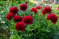 Red Peony albiflora. Paeonia officinalis Command Performance in the garden