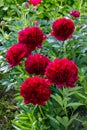 Red Peony albiflora. Paeonia officinalis Command Performance in the garden