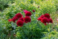 Red Peony albiflora. Paeonia officinalis Command Performance in the garden