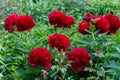 Red Peony albiflora. Paeonia officinalis Command Performance in the garden