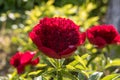 Red Peony albiflora. Paeonia officinalis Red Charm in the garden, macro photo Royalty Free Stock Photo