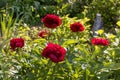 Red Peony albiflora. Paeonia officinalis Red Charm in the garden, macro photo Royalty Free Stock Photo