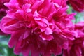 Red Peony Bloom w/Raindrops 2020 2B Royalty Free Stock Photo