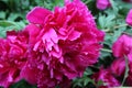 Red Peony Bloom w/Raindrops 2020 4B