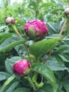 Red peony bud with rain drops Royalty Free Stock Photo