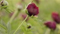 Red peony burgeon natural background.