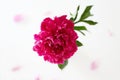 Red peony flower. Beautiful Flower still life