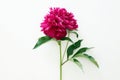 Red peony flower. Beautiful Flower still life