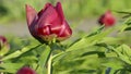 Red peony burgeon with dew