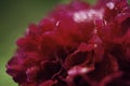 peony red flower blur drops green background Royalty Free Stock Photo