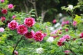 Red peony flower . Floral, oriental