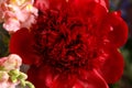 Red peony flower in full bloom. Close-up. Macro photography. The concept of aesthetics and beauty