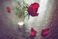 Red peony flower in a small vase, glass table with two showered petals Royalty Free Stock Photo