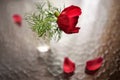 Red peony flower in a vase on a table with showered petals Royalty Free Stock Photo