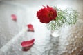 Red peony flower in a vase on a table with showered petals Royalty Free Stock Photo