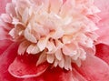 Red  peony flower.  Water droplets on peony petals after rain. Closeup. Royalty Free Stock Photo