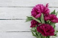 Red peony flower on white rustic wooden background with empty sp Royalty Free Stock Photo